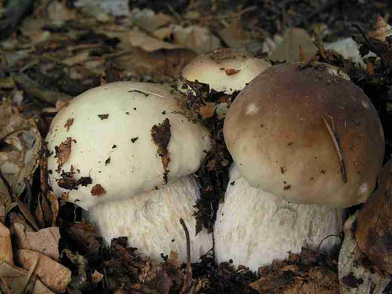  Image name: 236 Porcino.jpg 
 width: 800 pixel 
 height: 600 pixel 
 Size: 29548 bytes 
 Click to enlarge 